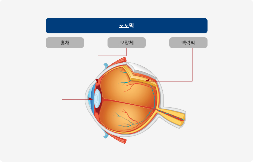 포도막은 홍채, 모양채, 맥락막 으로 구성되어 있습니다.